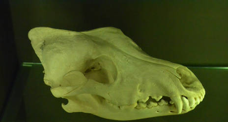 Wolf Skull 2 by Cheryona