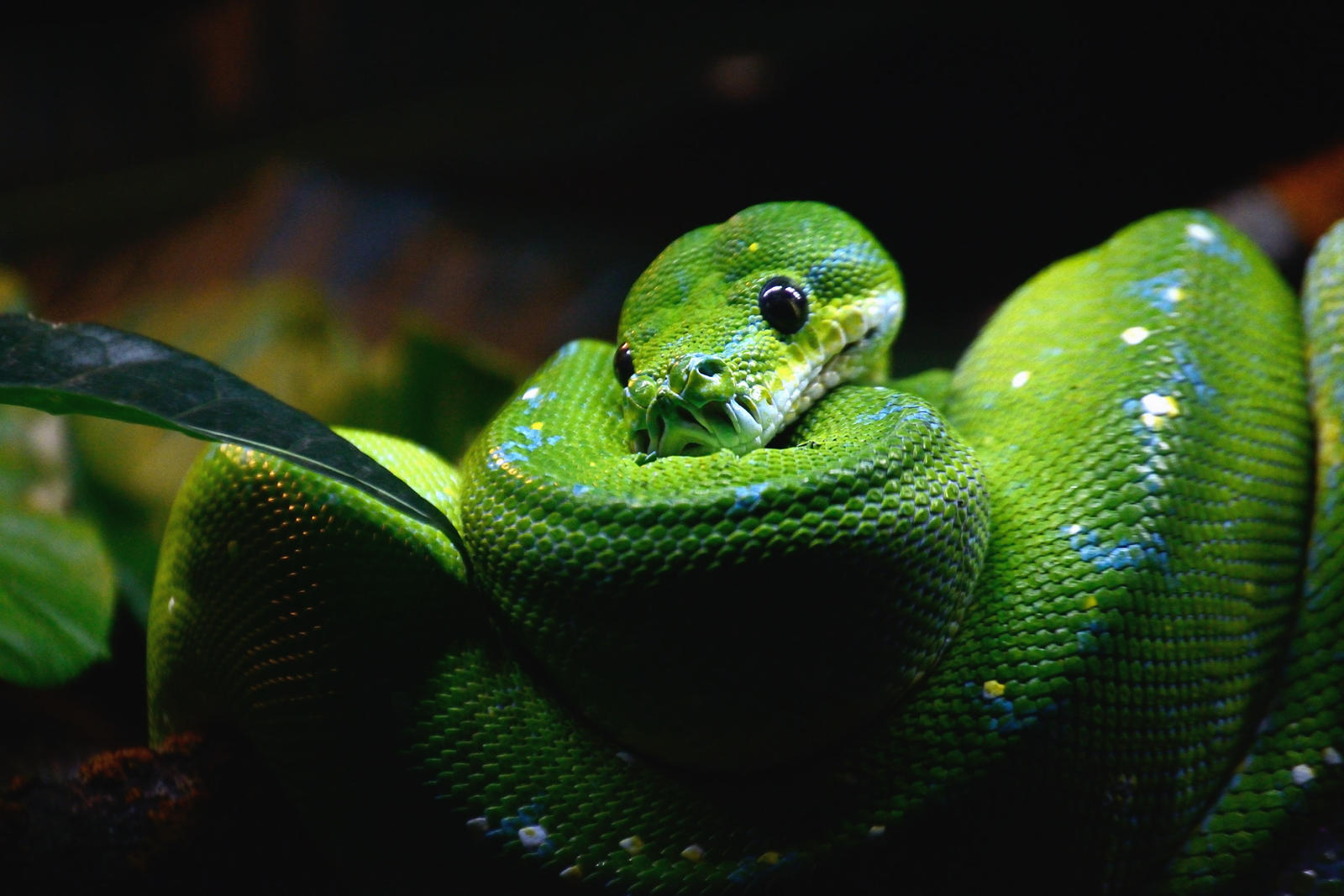 Snake wrap by Cheryona on DeviantArt