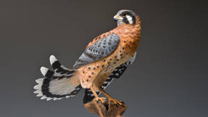 American Kestrel   -  Crecerelle d'Amerique