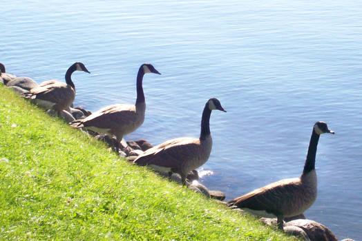 Geese enjoying the Weather