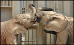 An Elephant Kiss by loveforRuka