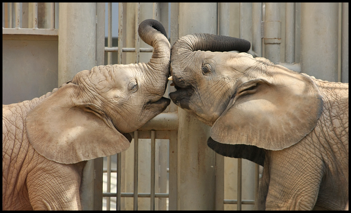 An Elephant Kiss