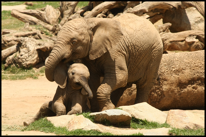 Elephant Hugs