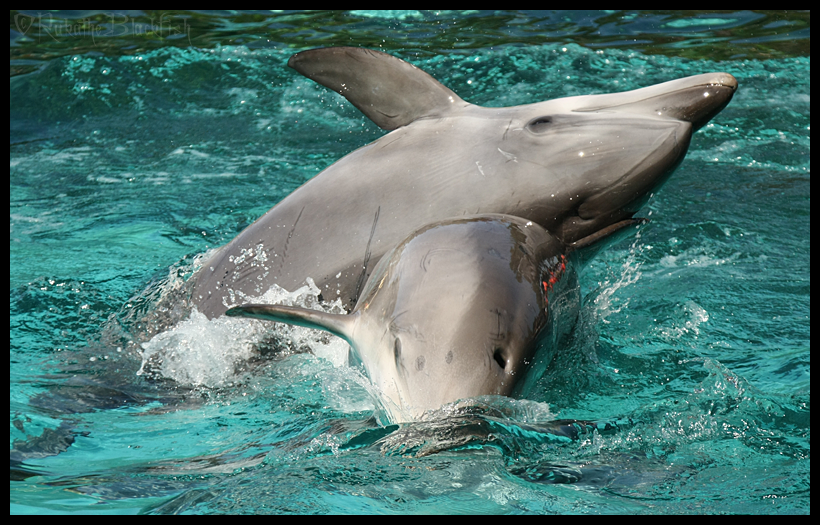 Dolphin Play