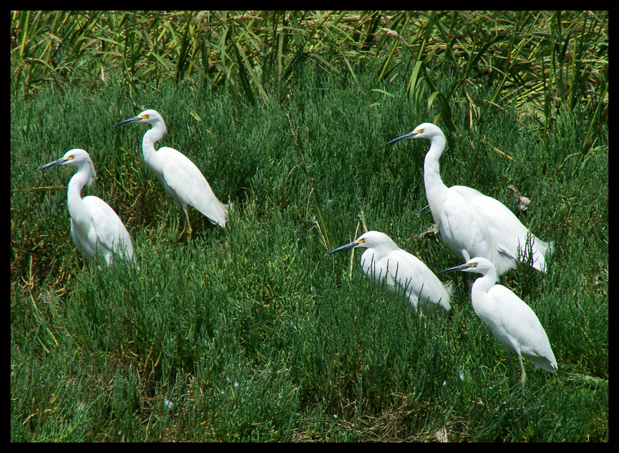 Five Watchers