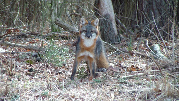 Grey Fox