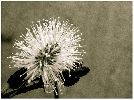 makahiya flower