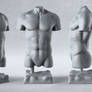 Male Anatomy Studies - Torso