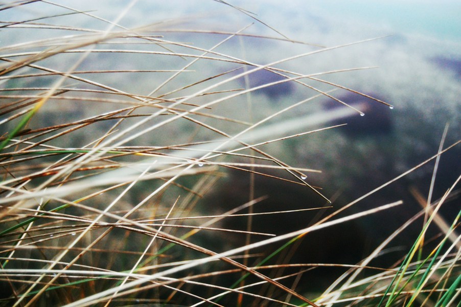 Marram Grass