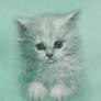 chaton turquoise