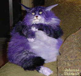 Big the cat