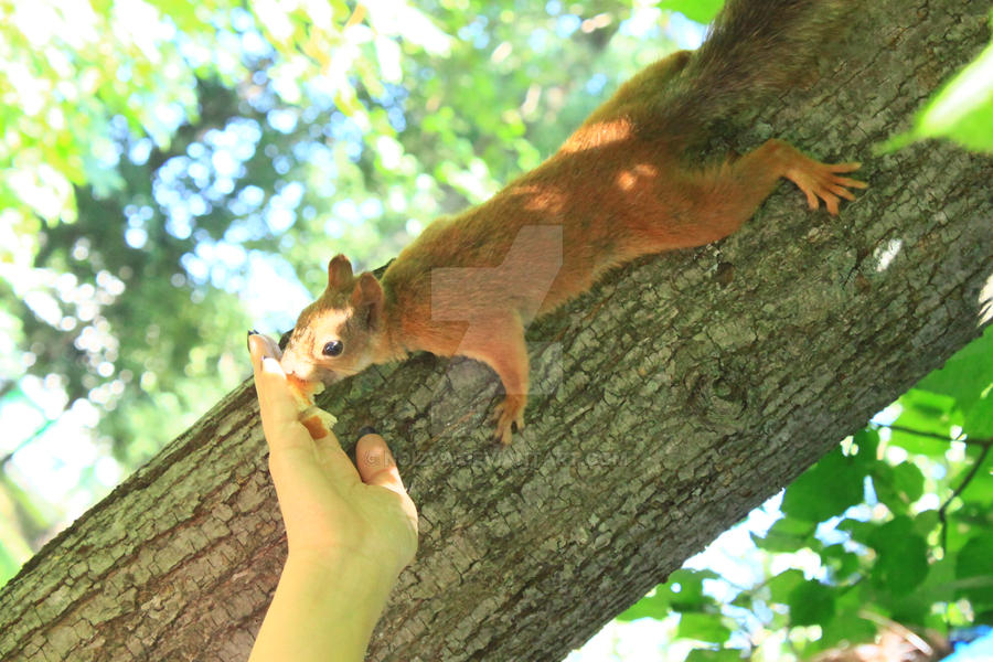 Squirrel Risu risu by noizya on DeviantArt