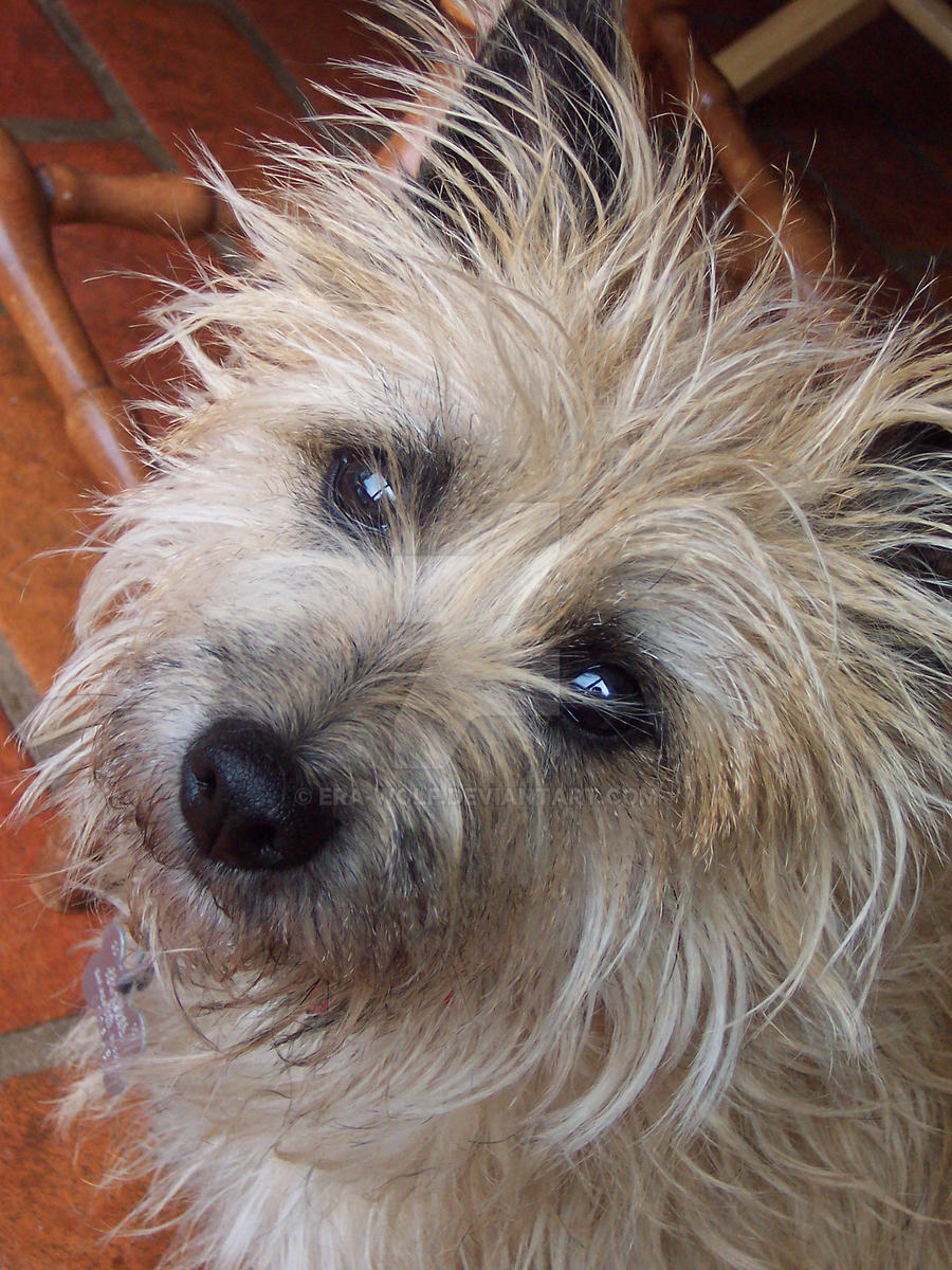 Lexi the Cairn Terrier