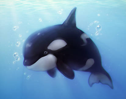 Orca