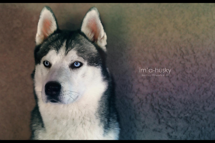 im'a husky