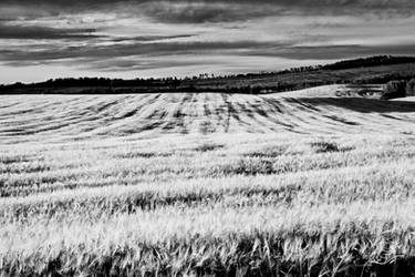 fields of grain