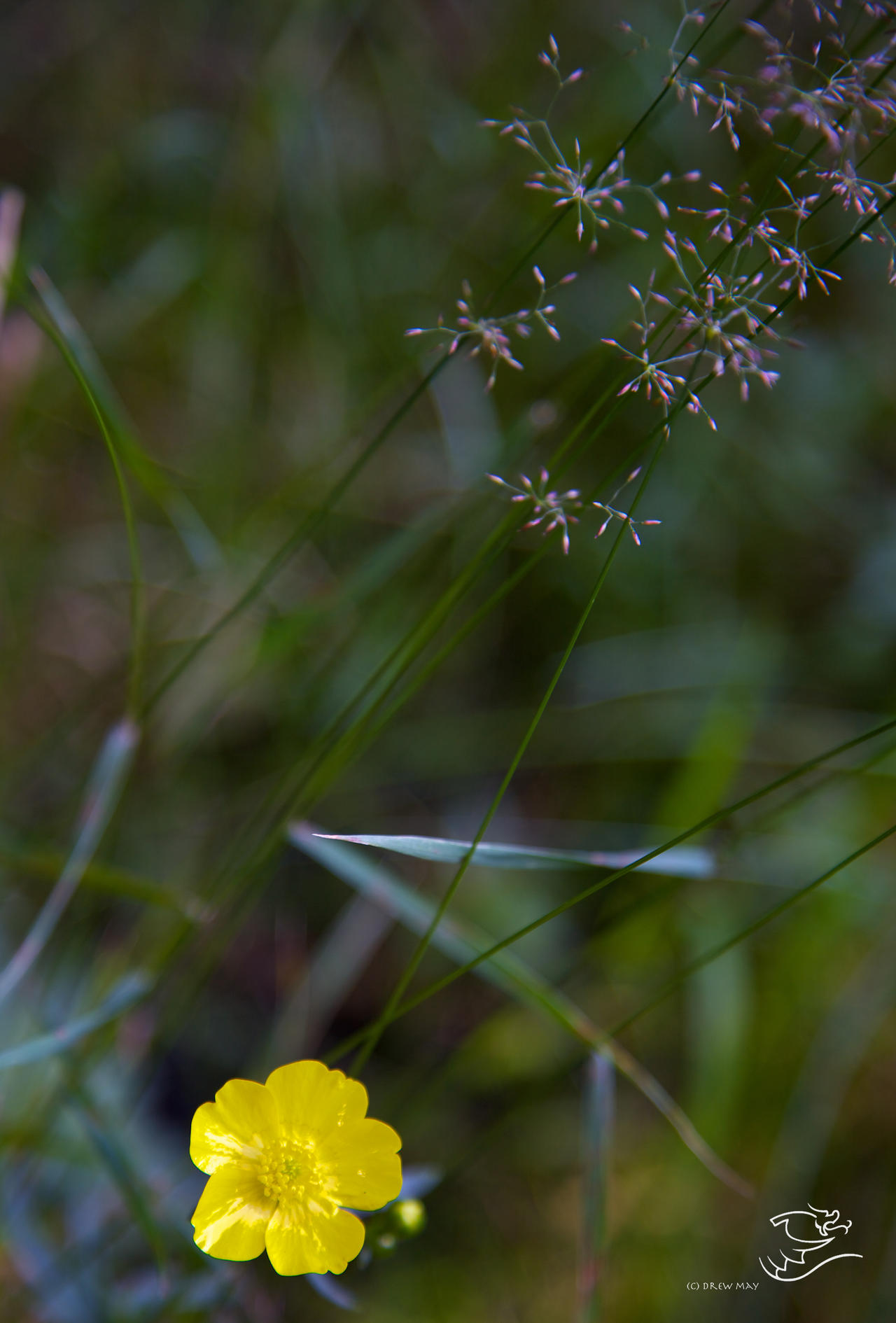 yellow amongst the green