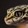 Cute Gecko