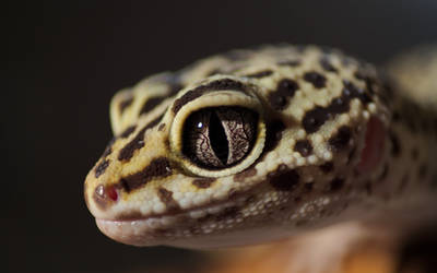 Cute Gecko