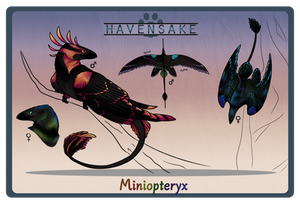 Miniopteryx