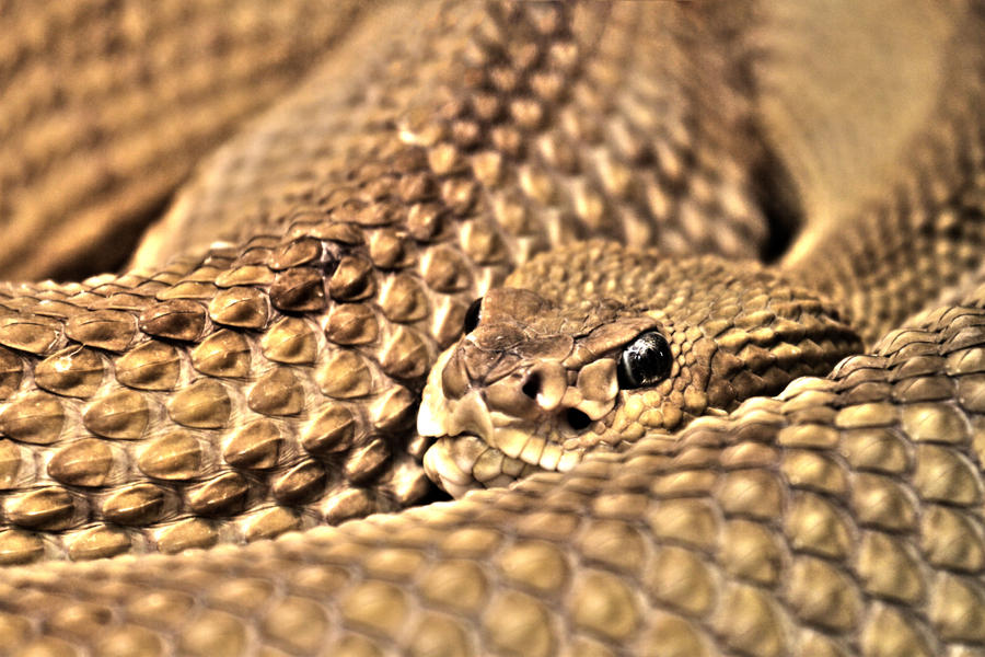 Snake IV by Kenoiya Snake IV by Kenoiya