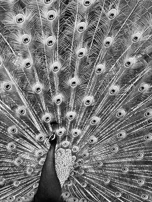 Peacock II by Kenoiya Peacock II by Kenoiya