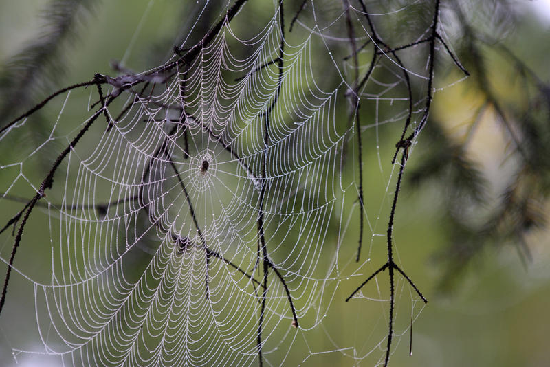 Spider III by Kenoiya Spider III by Kenoiya