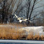 Whooper Swans