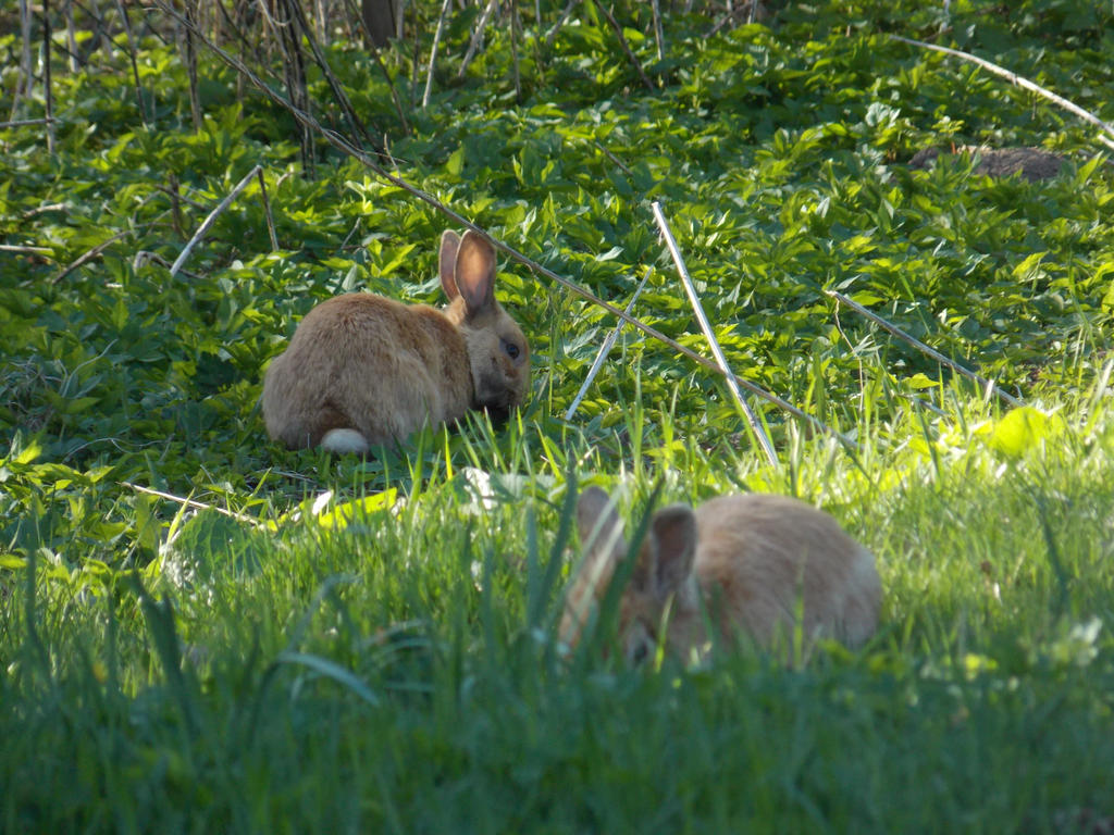 2 Bunnys