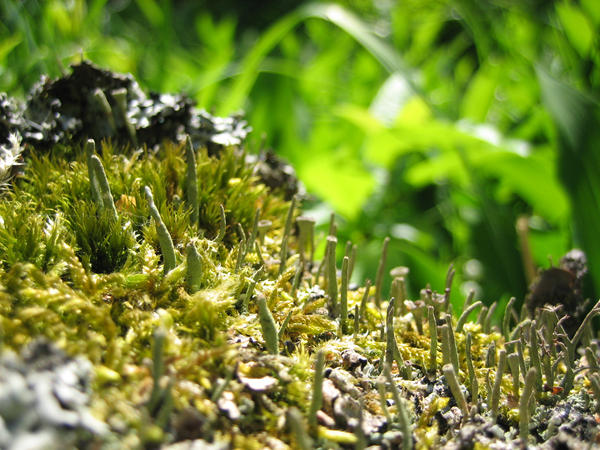 Moss Stone