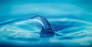 Water Drop Dolfin