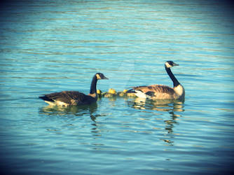 Canadian Geese