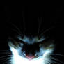 Cats and Light 4