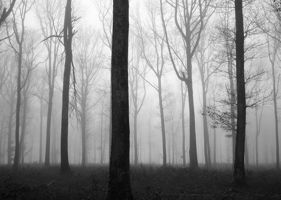 Forest 10 by Octo-pus