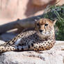 Abu Dhabi Zoo 4 Leopard