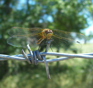 Dragonfly