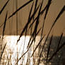 Sunset on Grasses