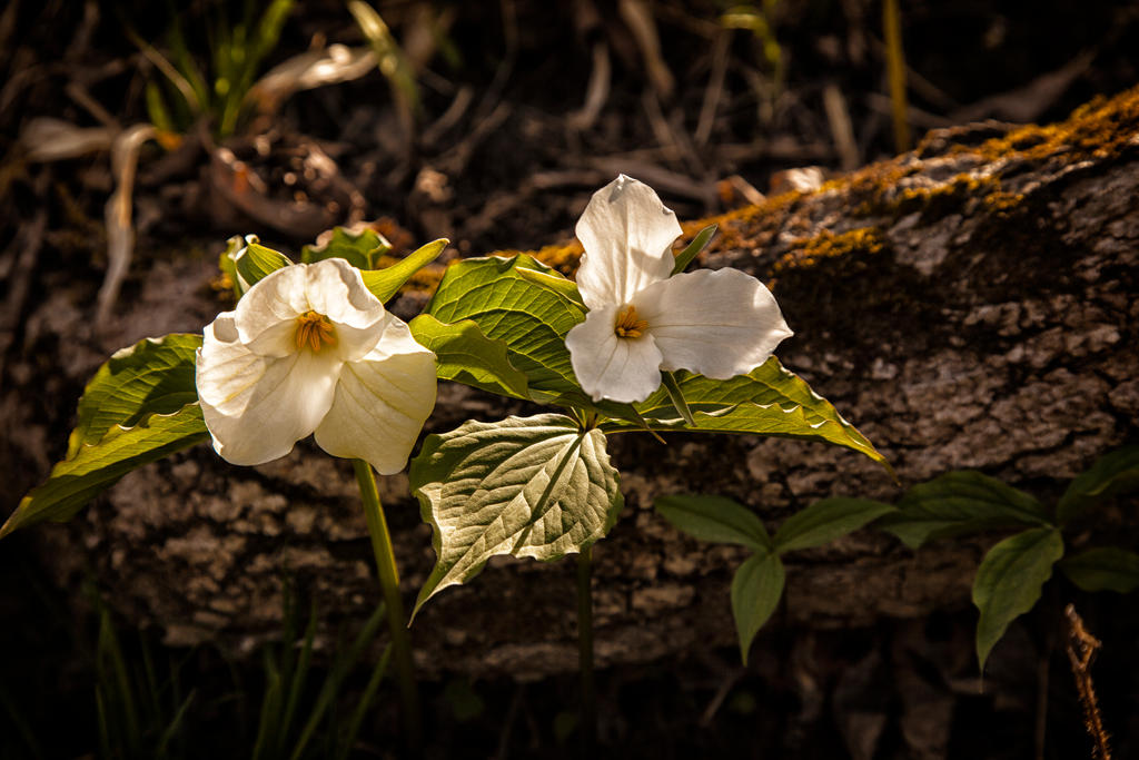 Ontario Trillium