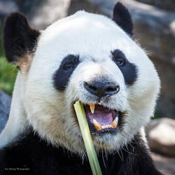 Hungry Panda