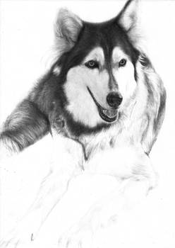 In progress.. Dog (Drawing) [6]