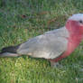 Grazing Galah