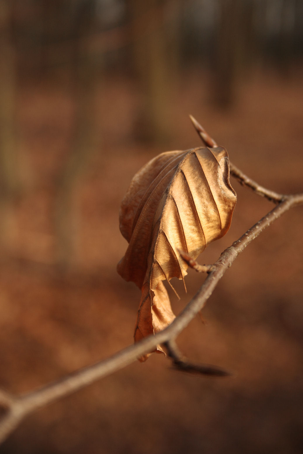 single leaf II