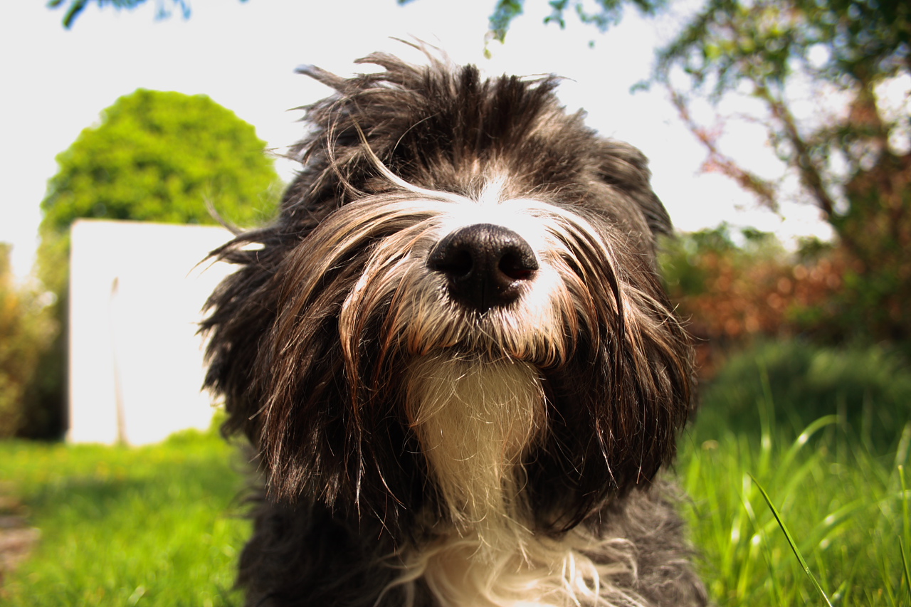 tibet terrier