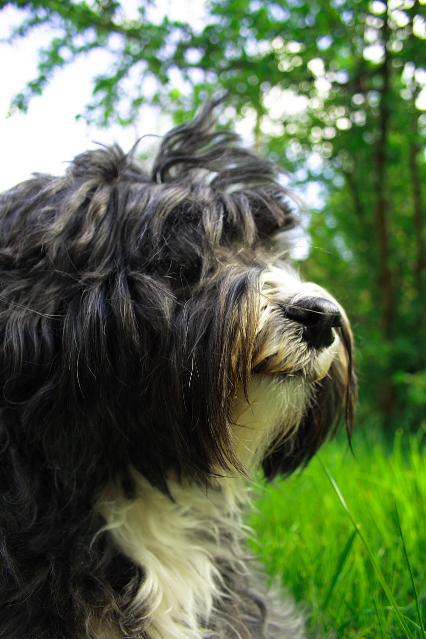 tibet terrier II