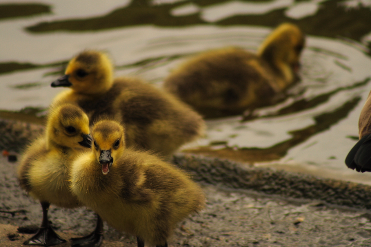 goslings III