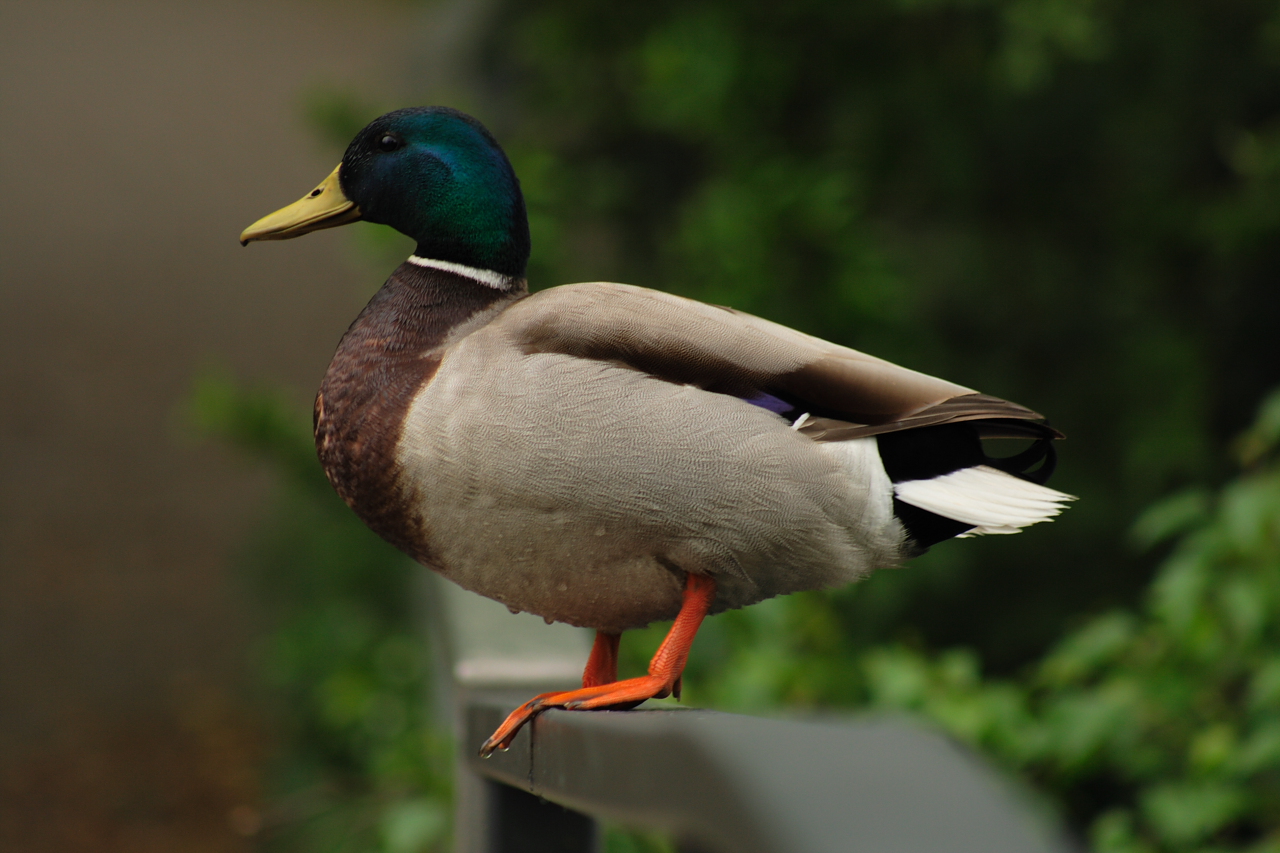 duck I