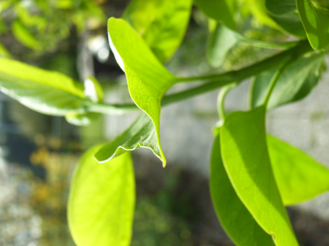 sunshine through leaves