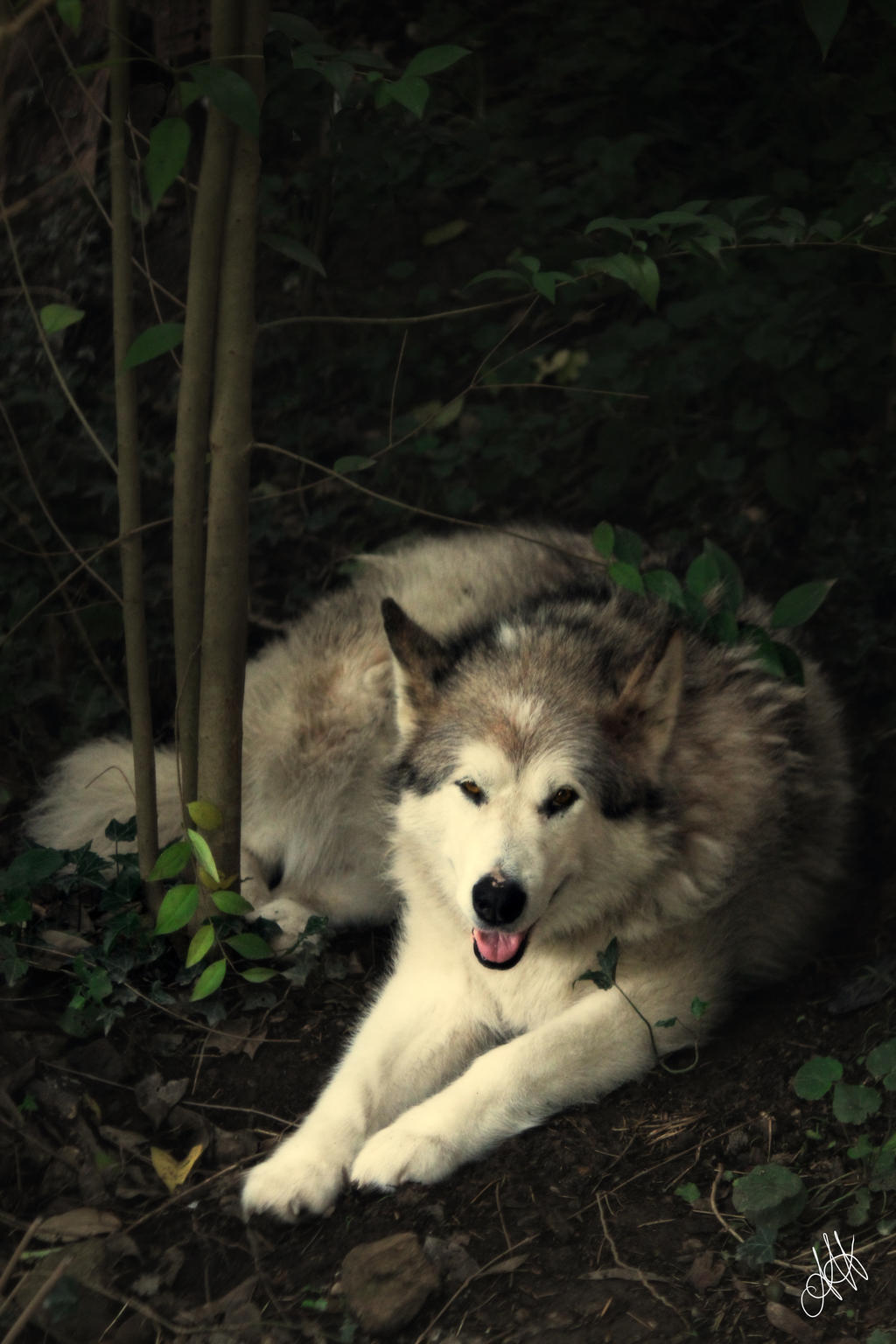 The wolf in the forest