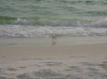 Little Sandpiper by StudioNocturna