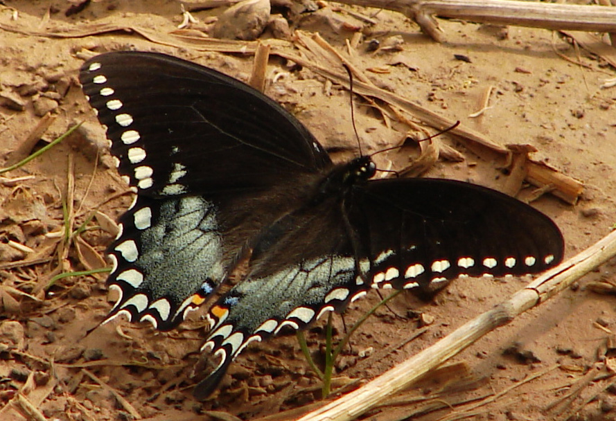 Blue Butterfly